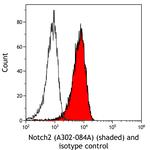 Notch2 Antibody in Flow Cytometry (Flow)