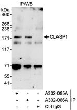 CLASP1 Antibody in Immunoprecipitation (IP)