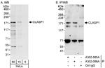 CLASP1 Antibody in Western Blot (WB)