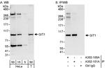 GIT1 Antibody in Western Blot (WB)