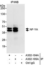 NF-YA Antibody in Immunoprecipitation (IP)