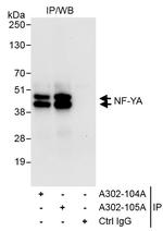 NF-YA Antibody in Immunoprecipitation (IP)