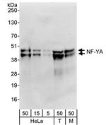 NF-YA Antibody in Western Blot (WB)