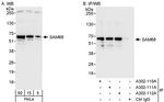 SAM68 Antibody in Western Blot (WB)