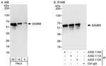 SAM68 Antibody in Western Blot (WB)