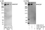 MCSP Antibody in Western Blot (WB)