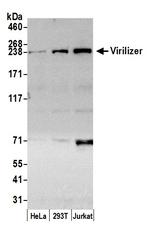 Virilizer Antibody in Western Blot (WB)