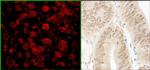 NARG1 Antibody in Immunohistochemistry (Paraffin) (IHC (P))