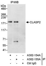 CLASP2 Antibody in Immunoprecipitation (IP)