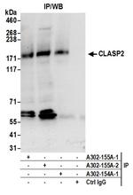 CLASP2 Antibody in Immunoprecipitation (IP)