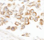 CNOT3 Antibody in Immunohistochemistry (Paraffin) (IHC (P))