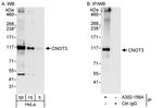 CNOT3 Antibody in Western Blot (WB)