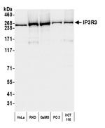 IP3R3 Antibody in Western Blot (WB)