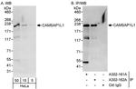 CAMSAP1L1 Antibody in Western Blot (WB)