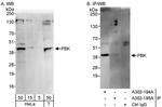 PBK Antibody in Western Blot (WB)