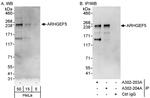 ARHGEF5 Antibody in Western Blot (WB)