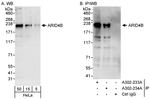 ARID4B Antibody in Western Blot (WB)