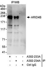 ARID4B Antibody in Immunoprecipitation (IP)