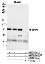 BAP1 Antibody in Immunoprecipitation (IP)