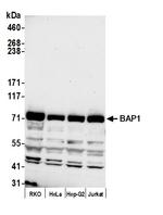 BAP1 Antibody in Western Blot (WB)