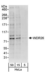 WDR26 Antibody in Western Blot (WB)