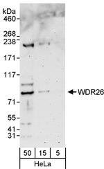 WDR26 Antibody in Western Blot (WB)