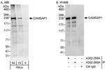 CAMSAP1 Antibody in Western Blot (WB)