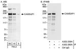 CAMSAP1 Antibody in Western Blot (WB)