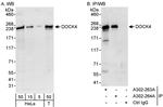 DOCK4 Antibody in Western Blot (WB)