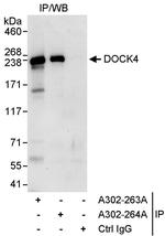 DOCK4 Antibody in Immunoprecipitation (IP)