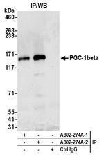 PGC-1beta Antibody in Immunoprecipitation (IP)