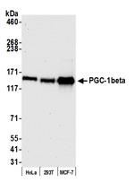 PGC-1beta Antibody in Western Blot (WB)