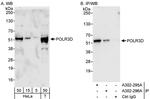 POLR3D Antibody in Western Blot (WB)