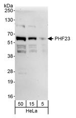 PHF23 Antibody in Western Blot (WB)