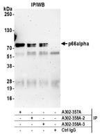 p66alpha Antibody in Immunoprecipitation (IP)