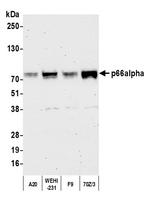 p66alpha Antibody in Western Blot (WB)