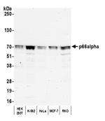 p66alpha Antibody in Western Blot (WB)