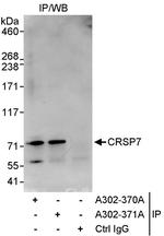 CRSP7 Antibody in Immunoprecipitation (IP)