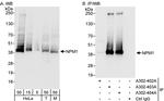 NPM1 Antibody in Western Blot (WB)