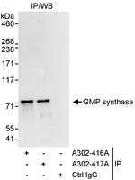 GMP synthase Antibody in Immunoprecipitation (IP)