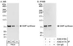 GMP synthase Antibody in Western Blot (WB)