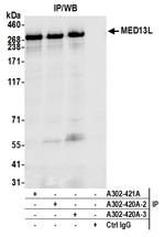 MED13L Antibody in Immunoprecipitation (IP)