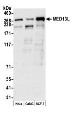 MED13L Antibody in Western Blot (WB)