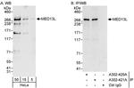 MED13L Antibody in Western Blot (WB)