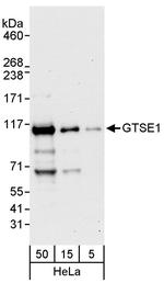 GTSE1 Antibody in Western Blot (WB)