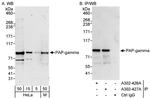 PAP-gamma Antibody in Western Blot (WB)