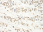 WDR5 Antibody in Immunohistochemistry (Paraffin) (IHC (P))