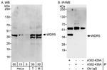 WDR5 Antibody in Western Blot (WB)