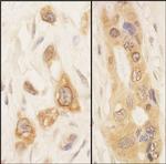 SPAK Antibody in Immunohistochemistry (Paraffin) (IHC (P))