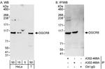 DGCR8 Antibody in Western Blot (WB)